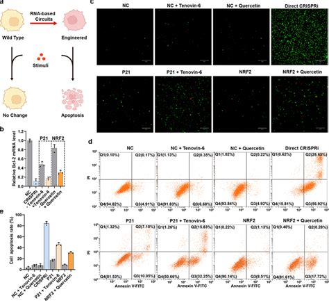 Construction Of Ligandinduced Apoptosis Signaling Pathways A