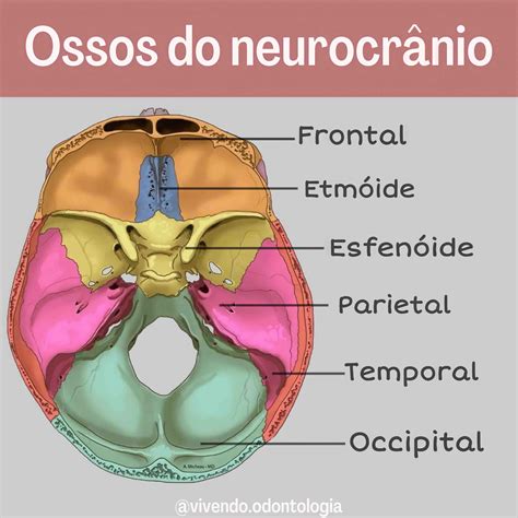 Ossos Neurocranio E Viscerocranio Braincp