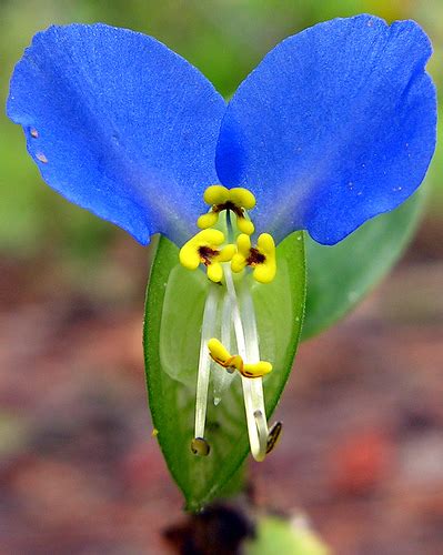 Dayflower CreationWiki The Encyclopedia Of Creation Science