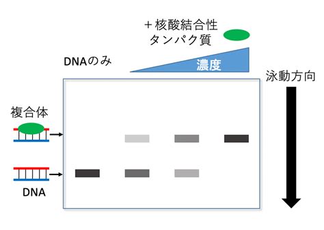 ゲル電気泳動gel Electrophoresis｜高分子分析の原理・技術と装置メーカーリスト