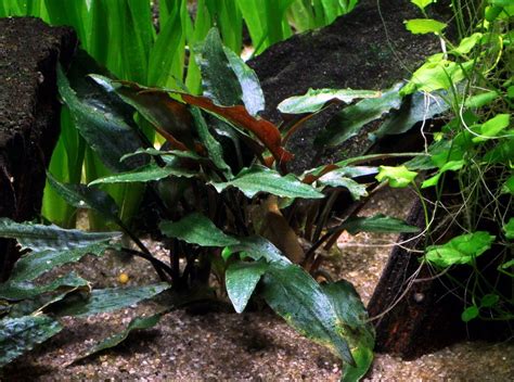 Cryptocoryne Beckettii Petchii Plants Freshwater Plants Planted