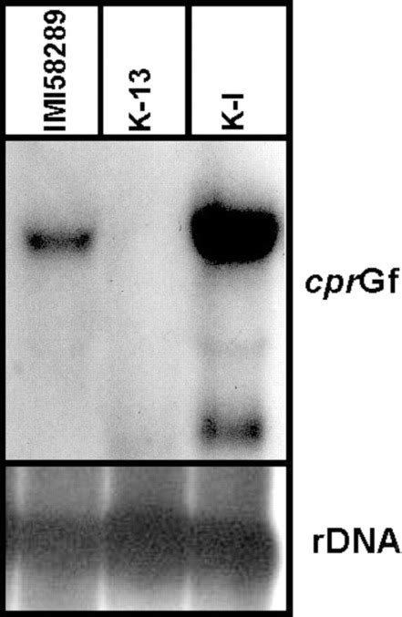 The NADPH Cytochrome P450 Reductase Gene From Gibberella Fujikuroi Is