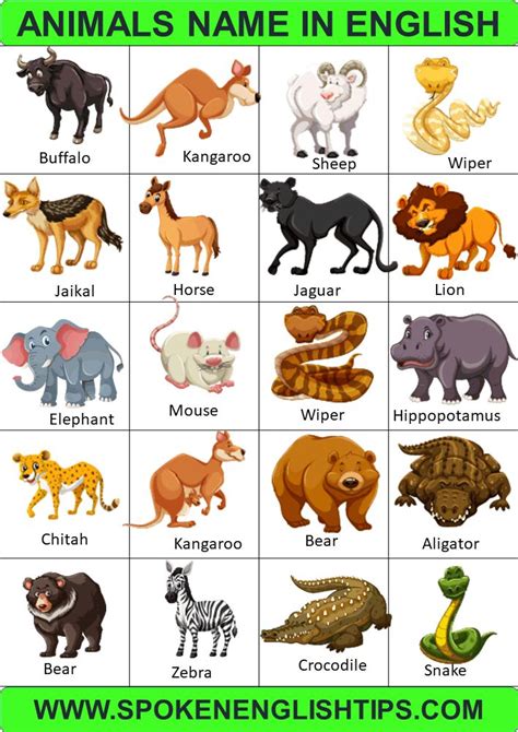 Animals Name in English | Types of Animals with pictures, List of ...