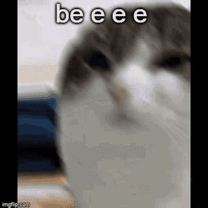 Wawa Cat Meme Song Download including image and Gif