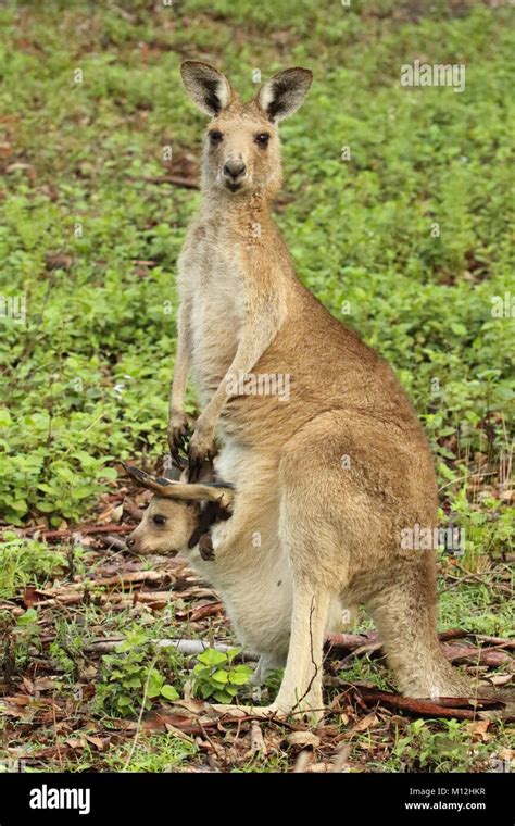 Cute baby kangaroo hi-res stock photography and images - Alamy