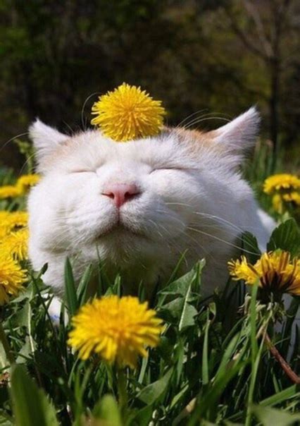 ЛуКОШКО - обычных кошек не бывает | ВКонтакте