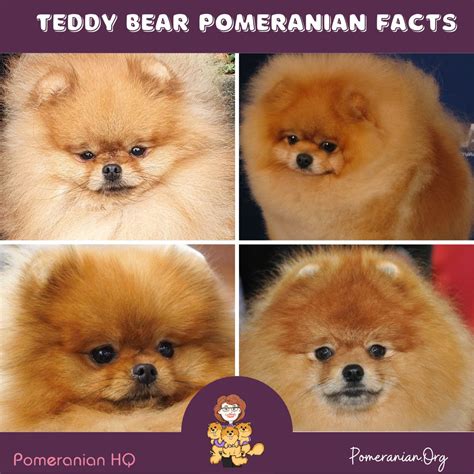 Teddy Bear Pomeranian Versus a Pomeranian Dog