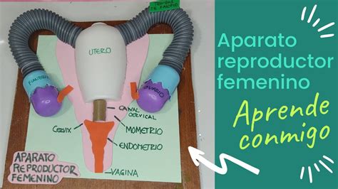 Como Hacer Maquetas Del Aparato Reproductor Masculino Porn Sex Picture