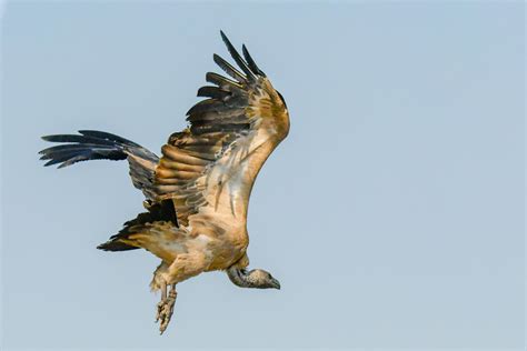 Eagle Flying Photos, Download The BEST Free Eagle Flying Stock Photos ...