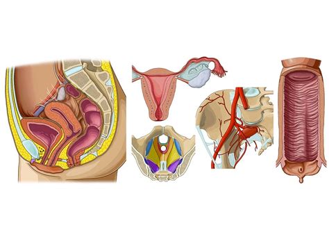 女性生殖系统和骨盆的解剖学：带注释的插图和定义 | e-Anatomy