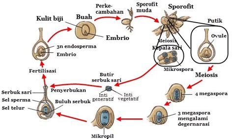 Siklus Hidup Tumbuhan Angiospermae Beserta Proses Dan Strukturnya