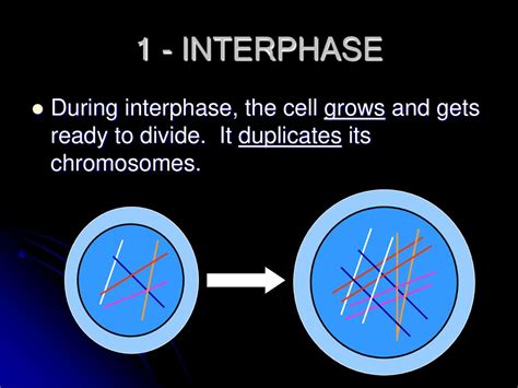 MITOSIS Cell Division. - ppt download