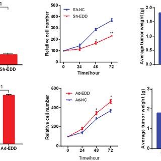 Edd Regulates Cervical Cancer Cell Growth Through Mir A The