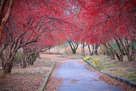 Republic Of Korea Winter Nature - Free photo on Pixabay