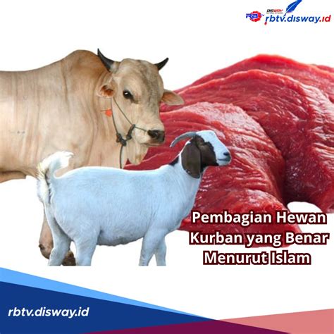 Pembagian Hewan Kurban Yang Benar Begini Syarat Dan 9 Ketentuannya