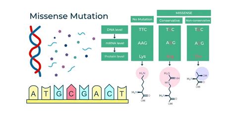 Difference Between Missense And Nonsense Mutation