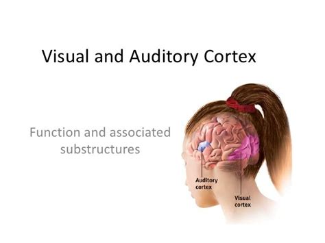 Visual and auditory cortex