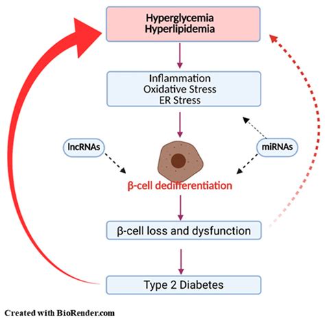 Pancreatic Cell Dedifferentiation In Type Diabetes Mellitus High