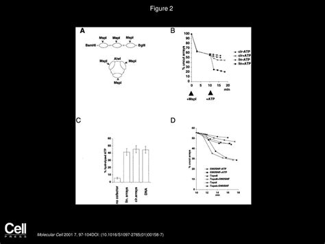 SWI SNF Chromatin Remodeling Requires Changes In DNA Topology Ppt