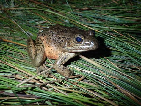 The Frogs Of Baja California The Current