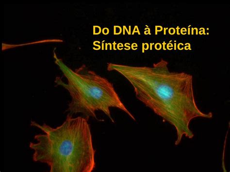 PDF Do DNA à Proteína Síntese protéica cbsflab comcbsflab wp