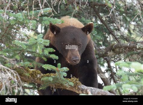 Cinnamon Black bear Stock Photo - Alamy