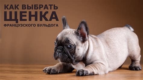 Клички для французских бульдогов – правила выбора, лучшие прозвища для ...