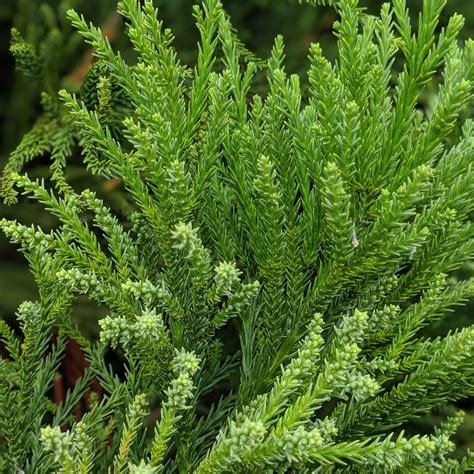 Cryptomeria Japonica Radicans ~ Blue Green Japanese Cedar King S Sunset Nursery