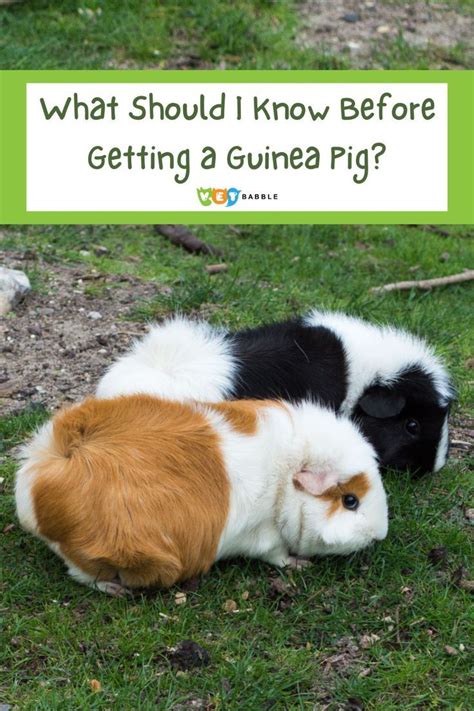 Important Things To Know Before Getting A Guinea Pig