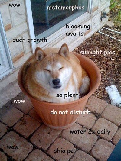 View 14 Smooth Brain Meme Doge - newsroomidpics