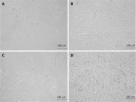 Morphology Of Mesenchymal Stem Cells At Different Passages Phase Download Scientific Diagram