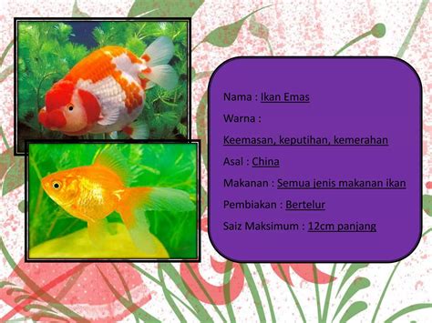 arti mimpi ikan hias mati