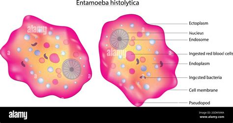 Biological Anatomy Of Entamoeba Histolytica Anaerobic Parasitic Amoebozoan Detailed Diagram