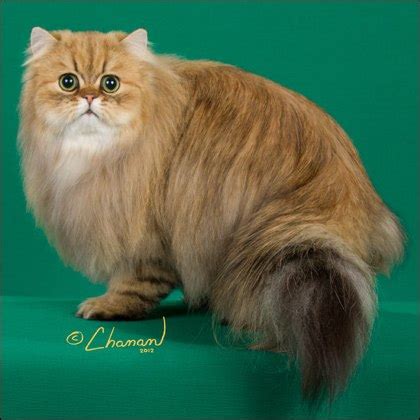 Shaded Golden Persian Cat