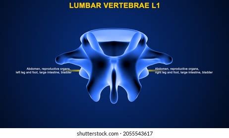 Lumbar Vertebrae L1 Bone Anatomy Labeled Stock Illustration 2055543617 ...