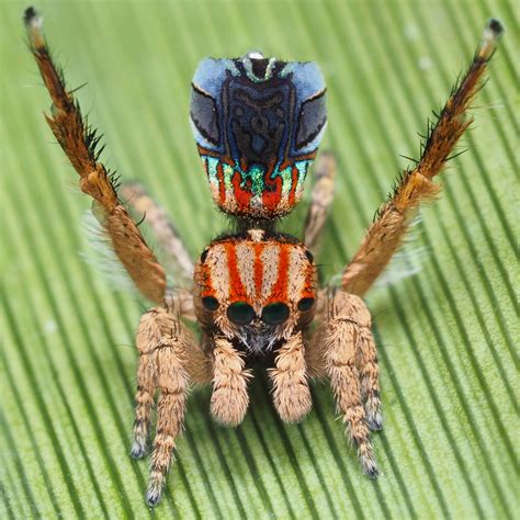 Peacock spiders