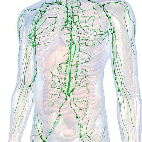 Manual Lymphatic Drainage - The Recovery Room