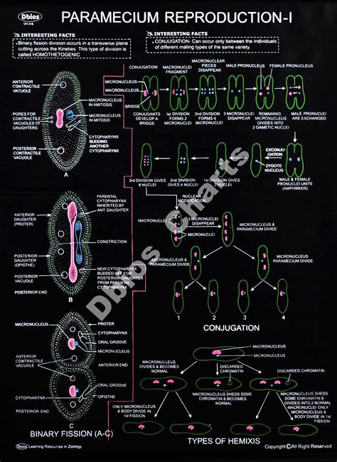 Protozoa Dbios Charts