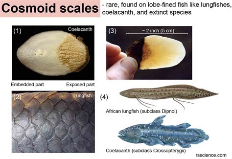 Fish Biology and Fish Scales - Look at fish scales under the microscope ...