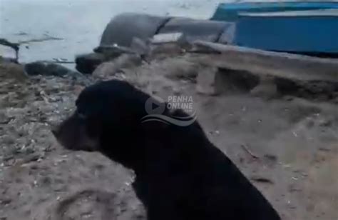 VÍDEO Cachorro é amarrado em árvore e abandonado à beira mar em Penha