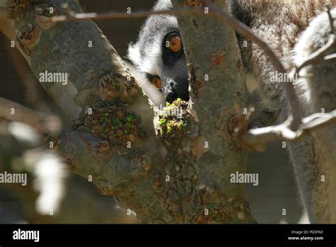 Wolfs Mona Monkey Cercopithecus Wolfi Hi Res Stock Photography And