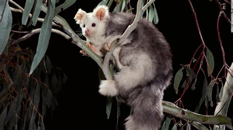 Descubren Dos Nuevas Especies De Marsupiales En Australia La Verdad