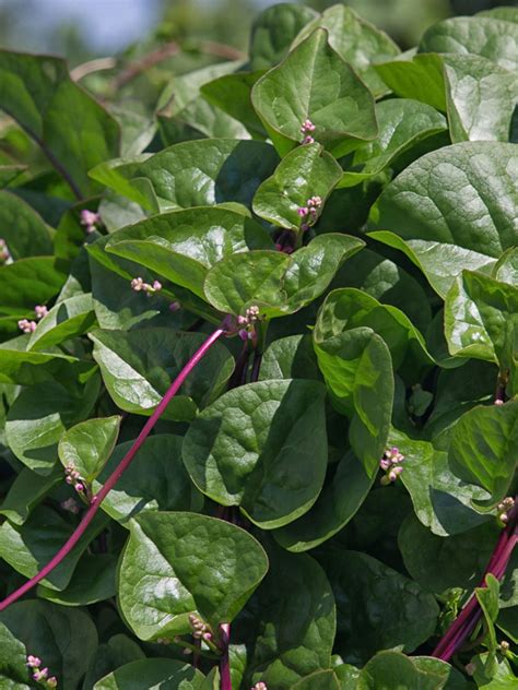 Spinach Going To Flower | Best Flower Site