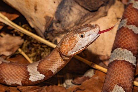 How To Get Rid Of Snakes In Chicken House At Theodore Kemp Blog