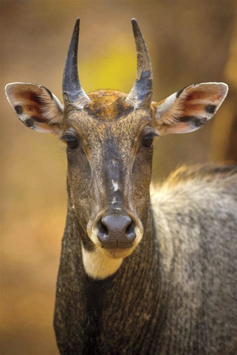 Guide to Hunting Nilgai Antelope in Texas: Land.com