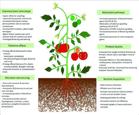 Overview Of The Positive Effects Of Seaweed Extracts On The Plant And