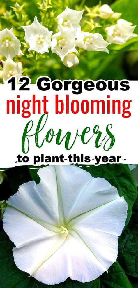 Gorgeous Night Blooming Flowers Artofit