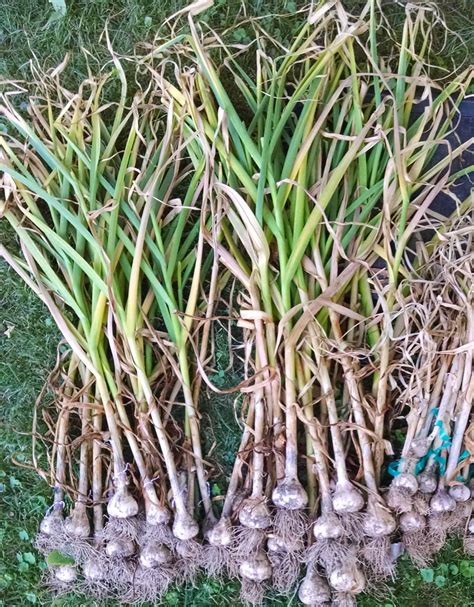 5 Tips for Growing Garlic - SproutedGarden.com