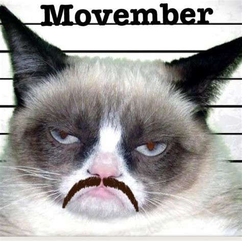 Grumpy Cat Wednesday Meme