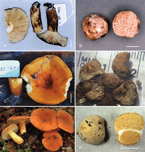 Basidiomata Of New Sequestrate Species And Representative Agaricoid